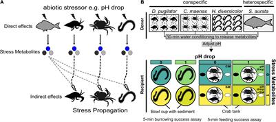 Behavioural Stress Propagation in Benthic Invertebrates Caused by Acute pH Drop-Induced Metabolites